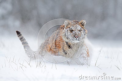 Amur tiger running in the snow. Tiger in wild winter nature. Action wildlife scene with danger animal. Cold winter in tajga, Russi Stock Photo