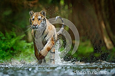 Amur tiger running in water. Danger animal, tajga, Russia. Animal in forest stream. Grey Stone, river droplet. Siberian tiger spla Stock Photo