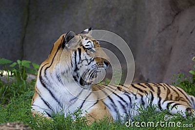 Amur Tiger 845721 Stock Photo