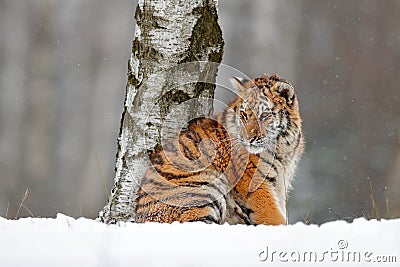 Amur tiger sitting in snow. Tiger in wild winter nature. Action wildlife scene with danger animal. Cold winter in tajga. Snowflake Stock Photo