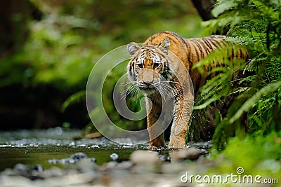 Amur tiger walking in river water. Danger animal, tajga, Russia. Animal in green forest stream. Grey stone, river droplet. Siberia Stock Photo