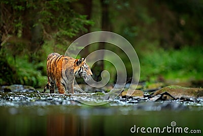 Amur tiger walking in river water. Danger animal, tajga, Russia. Animal in green forest stream. Grey stone, river droplet. Siberia Stock Photo