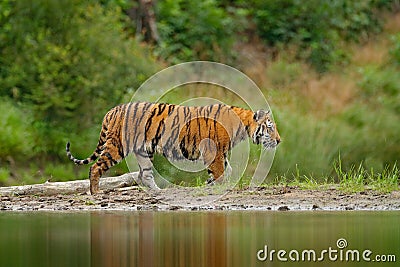 Amur tiger walking in river water. Danger animal, tajga, Russia. Animal in green forest stream. Grey stone, river droplet. Siberia Stock Photo