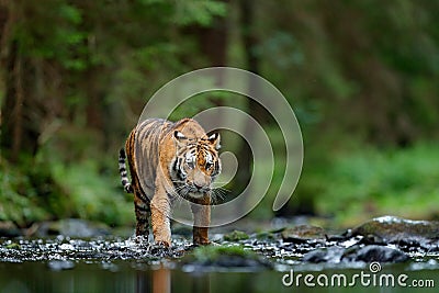 Amur tiger walking in river water. Danger animal, tajga, Russia. Animal in green forest stream. Grey stone, river droplet. Siberia Stock Photo