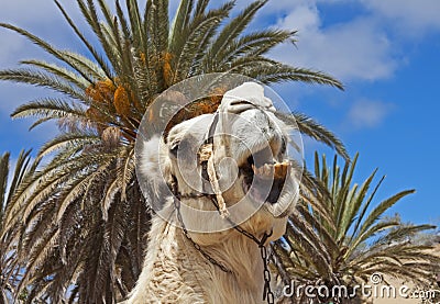 Amusing camel Stock Photo