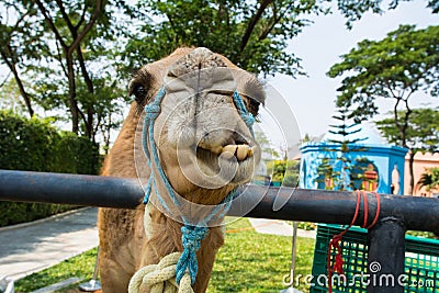 Amusing Camel Stock Photo