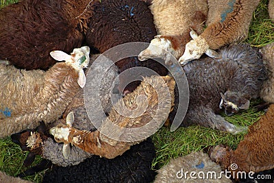 Amusing herd of sheep rest in a close pile Stock Photo