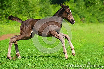 Amusing kid foal Stock Photo