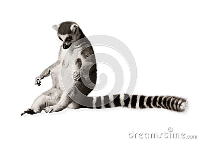 Amusing lemur Stock Photo