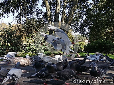 Amusing photo of a bird making off with food Stock Photo