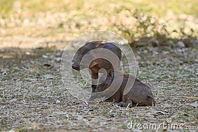 Amusing pigs of a warthog Stock Photo