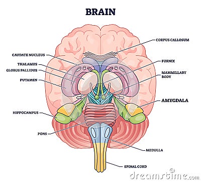 Amygdala brain part location with medical human head anatomy outline diagram Vector Illustration