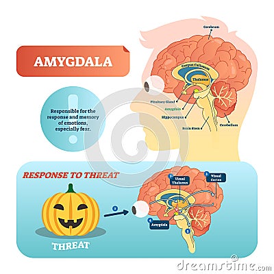 Amygdala medical labeled vector illustration and scheme with response to threat. Vector Illustration