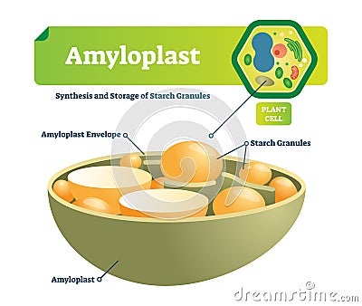 Amyloplast vector illustration structure diagram. Labeled medical scheme with synhesis and storage of starch granules. Vector Illustration