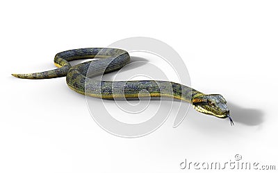 Anaconda, Boa Constrictor The World`s Biggest Venomous Snake Stock Photo