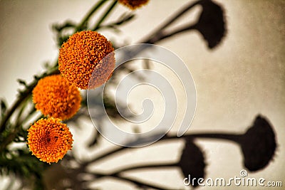 Anacyclus Valentinus flowers with white background Stock Photo