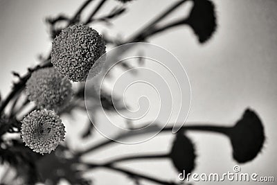 Anacyclus Valentinus flowers with white background Stock Photo