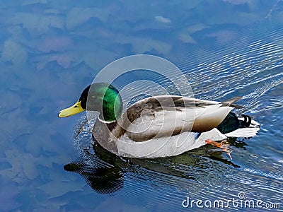 Anade real swimming in the Manzanares river, Madrid, Spain Stock Photo
