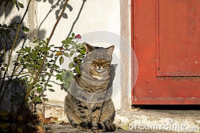 Anafiotika, scenic tiny neighborhood of Athens, part of the old historical district Plaka, narrow streets, Athens, Greece Stock Photo