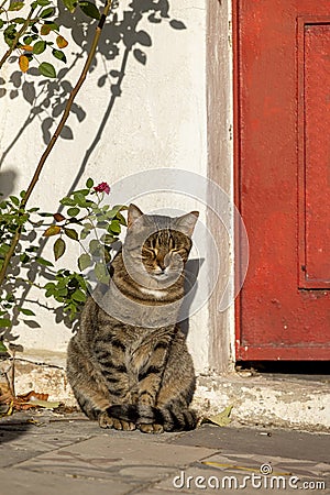 Anafiotika, scenic tiny neighborhood of Athens, part of the old historical district Plaka, narrow streets, Athens, Greece Stock Photo