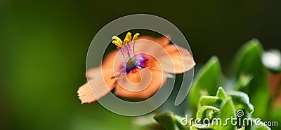 Anagallis arvensis carnea, scarlet pimpernel Stock Photo