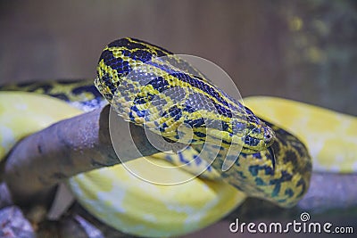 Anakonda and white python at the zoo Stock Photo