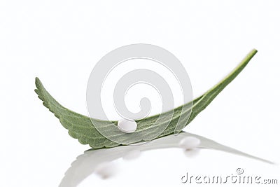 Analogue of sugar stevia leaf sweetener Stock Photo