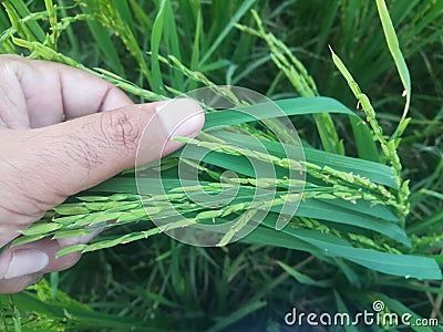 Lush Green Paddy Rice in Beautiful Human Hands Stock Photo