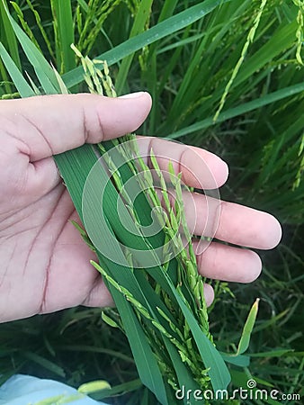 Lush Green Rice Paddy in Beautiful Human Hand Stock Photo