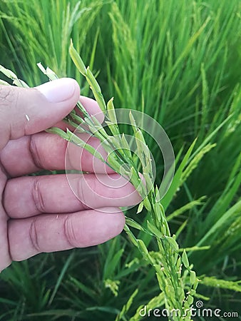 Analysis of Rice Paddy in Beautiful Human Hands Stock Photo