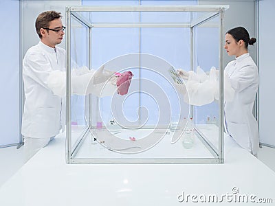 Analyzing biological matter in sterile chamber Stock Photo