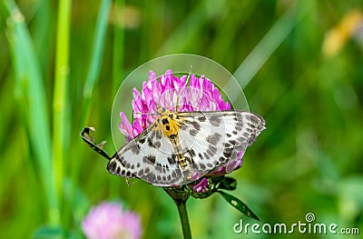 Anania hortulata butterfly on a clover flower Stock Photo