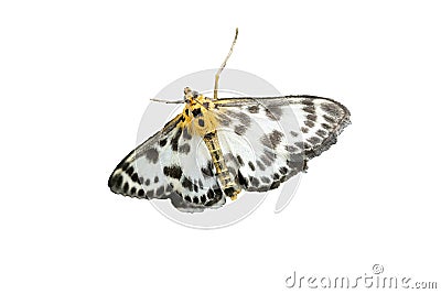 Anania hortulata butterfly isolated on white Stock Photo