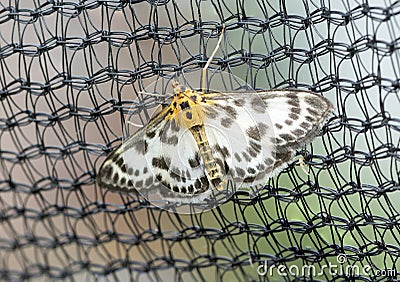 Anania hortulata butterfly macro shot 01 Stock Photo