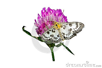 Anania hortulata butterfly on white with clover flower Stock Photo