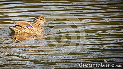 Anas platyrhynchos ,solitary female mallard duck swimming between the tress in Ryton pools, UK. Stock Photo