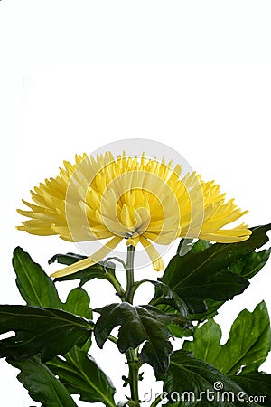 Anastasius's chrysanthemum yellow Stock Photo