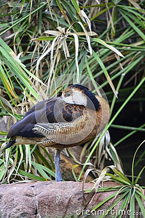 Anatidae black duck Anseriformes Stock Photo