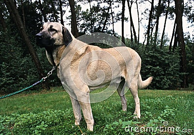 Anatolian shepherd Stock Photo