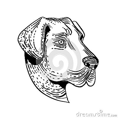 Anatolian Shepherd Dog Etching Black and White Vector Illustration