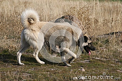 Anatolian Shepherd Dog kangal Stock Photo
