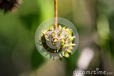 An Anatolian sweetgum Liquidambar orientalis tree fruit. Selective focus on the fruit. Stock Photo