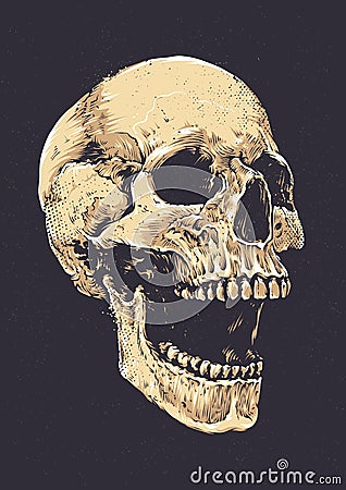 Anatomic Grunge Skull Vector Illustration