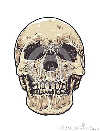 Anatomic Grunge Skull Vector Illustration