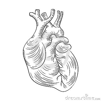 ANATOMIC HEART Structure Medicine Education Diagram Vector Stock Photo