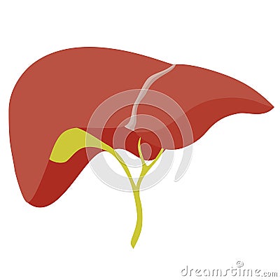 Anatomic liver illustration Vector Illustration