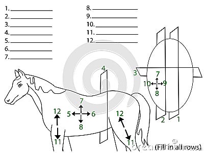 The anatomical areas of the body. Vector Illustration