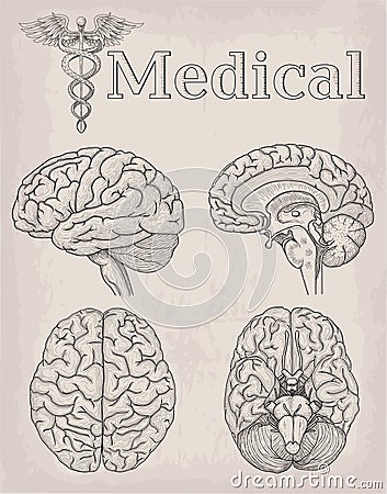 Anatomical Brain organ illustration. Medicine, Vector illustration poster. Anatomical high detailed tattoo art. Medical study cad Vector Illustration