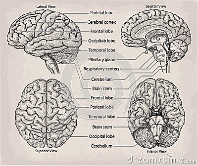 Anatomical Brain organ. Medicine, Vector illustration poster. An Vector Illustration