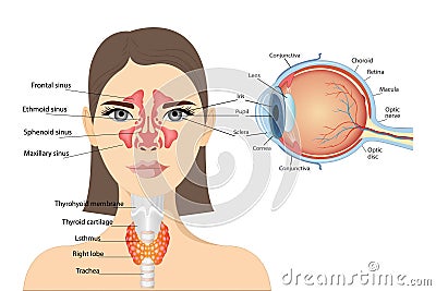 Anatomical diagram of the human eye.Lateral view of the thyroid gland and trachea Vector Illustration